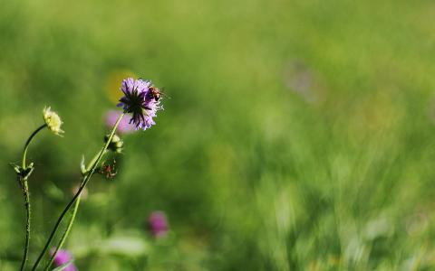 Biodiversität